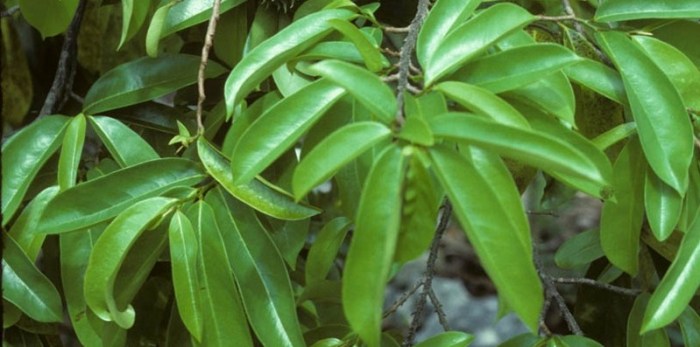 23 wonderful edges Of Soursop For Skin, Hair And Health